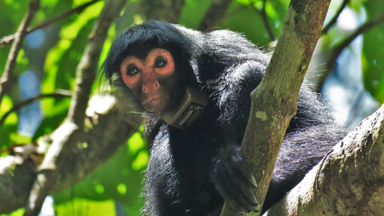 Exploring the Fascinating World of the Black Spider Monkey