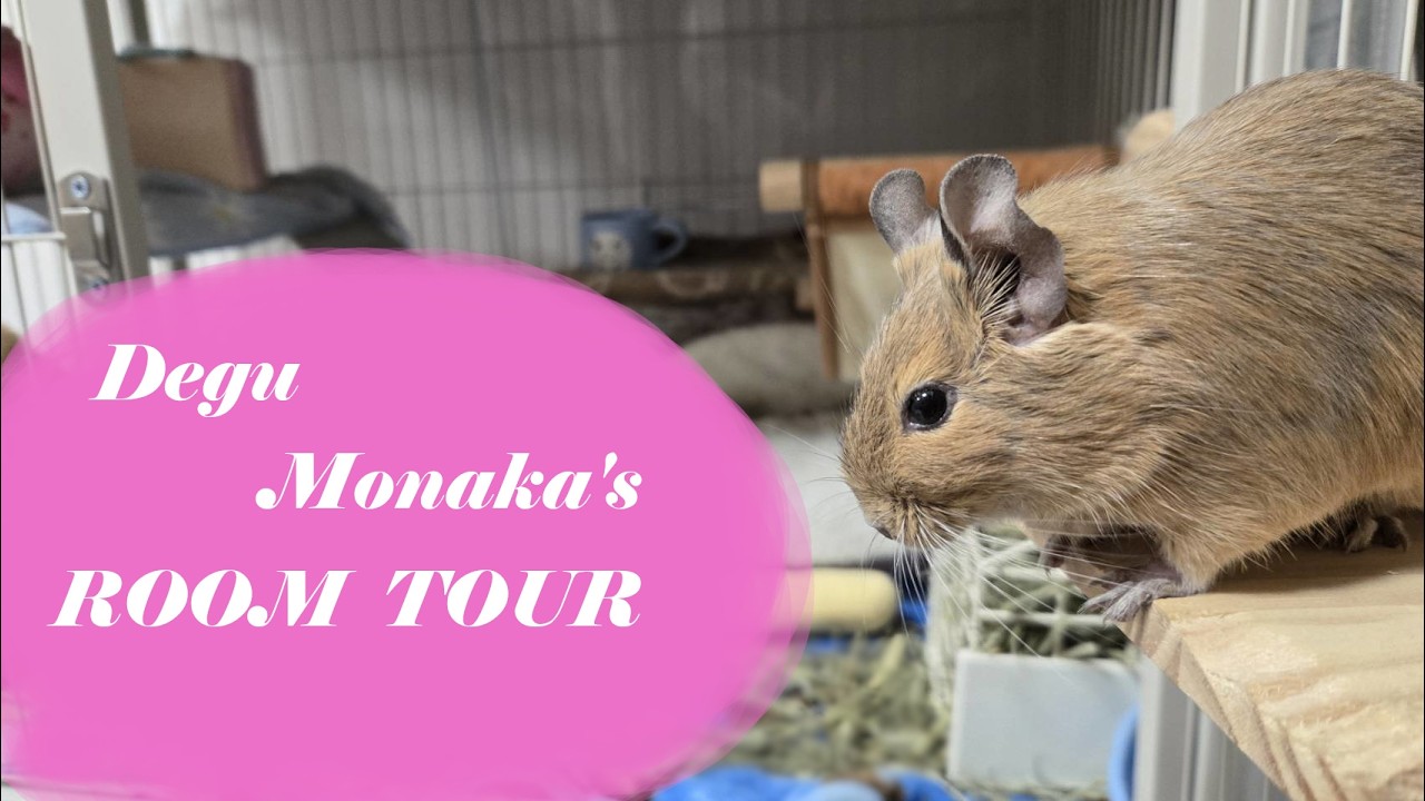 デグーのもなかのルームツアー