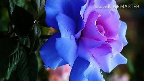 سورة النساء كاملة بصوت سعود الشريم/Surat Al-Nisaa is complete with the voice of Saud Al-Shuraim