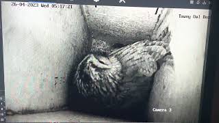 Tawny Owl Box 26/4/2023