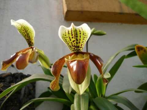 Paphiopedilum Nitens orquideas de mavipol - thptnganamst.edu.vn