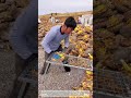 Satisfying Sunflower Seed Harvesting! 🌻
