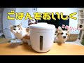 食いしん坊なコーギーにプレゼント♪
