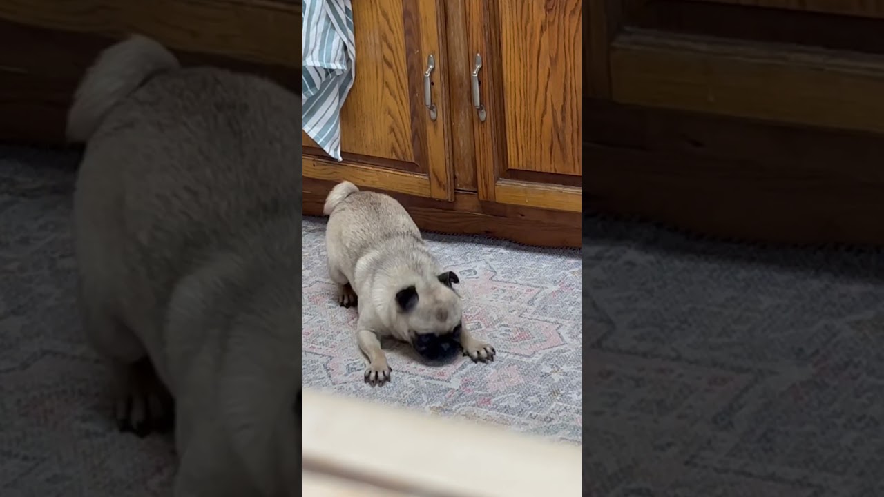 Toby the Pug bath time.