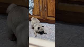 Toby the Pug bath time.