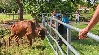 toro gyr bravo después de ser rifado y cargandolo para su entrega a quien se lo ganó