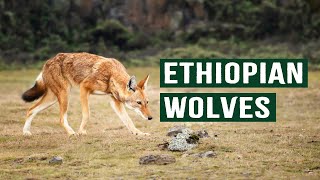 The Ethiopian Wolf: Africa's Most Savage Predator