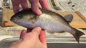 ベラの塩焼き 釣って食べる日本海 Youtube ベラの塩焼き 釣って食べる日本海 Youtube