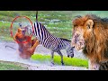 Nasib Sial Singa Saat Berburu Zebra! Singa Vs Zebra