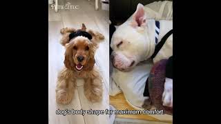 Revolutionize Your Dog's Joint Care with Petietec Heat Therapy Braces