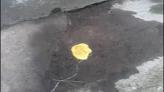 Batu petir ponari kucing pun langsung BAB