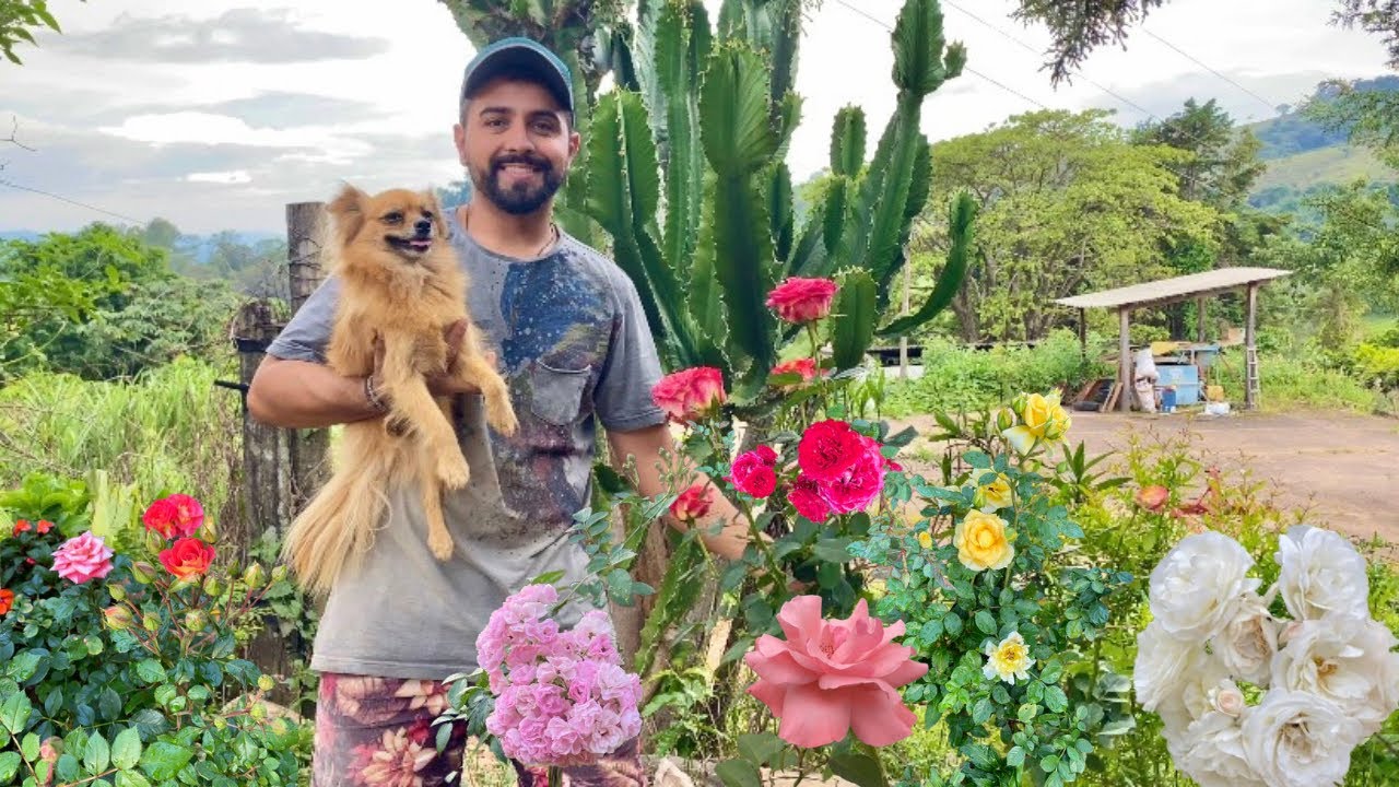 🌹 LINDAS CORES E VARIEDADE DE ROSAS DOS JARDIM DA ROÇA | GUTIZGRILONS DA