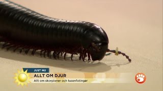 Zoologen: "Tusenfotingen ett roligt husdjur!" - Nyhetsmorgon (TV4)