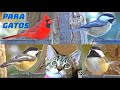 Gatos aman a estas aves / Vídeo para gatos