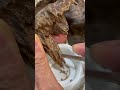 Scrape A Bit Of Wild Kynam Oud From The Core And Take A Sniff Oud Kynam Kynamoud Fypシ عود كينام Scrape A Bit Of Wild Kynam Oud From The Core And Take A Sniff Oud Kynam Kynamoud Fypシ عود كينام
