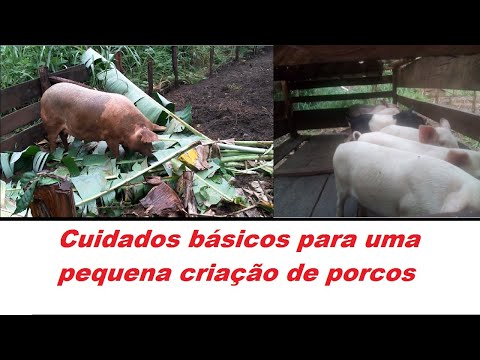 Vídeo: Cuidados Básicos Na Criação De Porcos