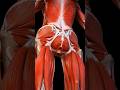 🧠 Female Pelvic Floor Explained in 3D | Amazing Human Anatomy