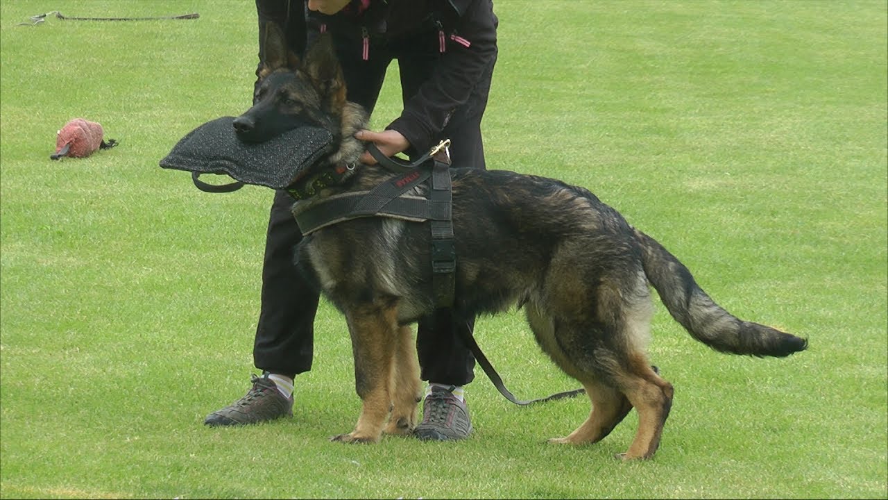 Protection Dog Training with some of Urri z KH offspring ...