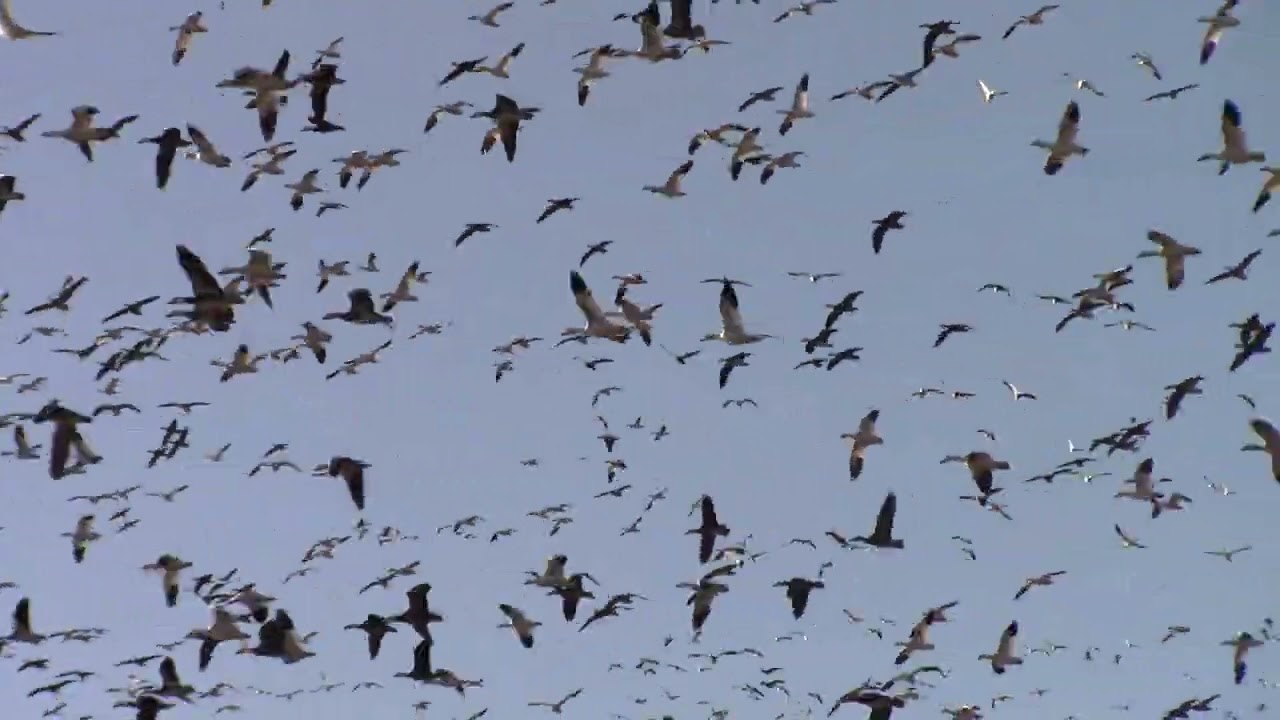 Snow Geese migration 3/7/26