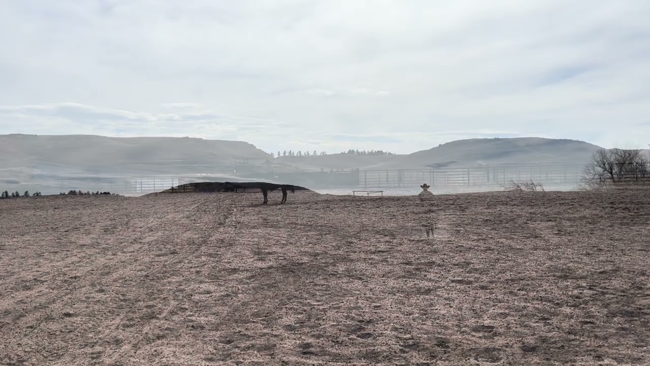 Josie - APW Peppys LadySpark 