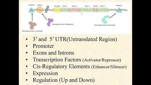 BIOL 3406 Unit 1 1 2 Genes and How Genes Work