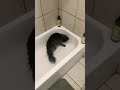 Cats are weird hahaha Winston has the zoomies