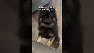 What’s his name??? #dog #funny #pets #cute #awww #fup #pomeranian #puppy