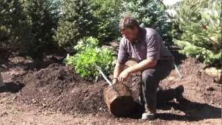 Warner's Nursery Tree Planting Tips
