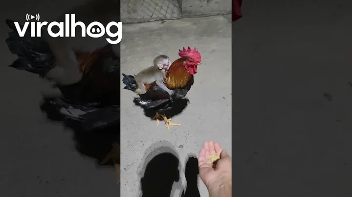 Monkey Rides On Chicken's Back || ViralHog