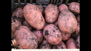 Урожай картофеля «Губернатор», от картофелевода Олега Телепова.