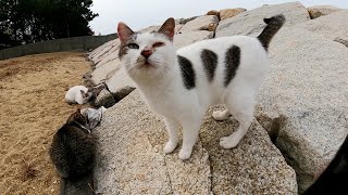 お団子模様のママ猫と可愛い娘猫達が砂浜で一家団らんする