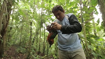 Mist netting birds in forest fragments 2014 (in Spanish)