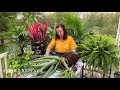 How To: Repotting Your Plants