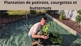 Plantation de potirons, courgettes et butternuts