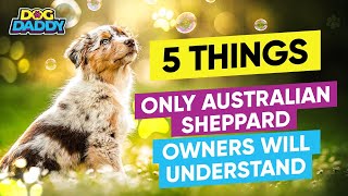 5 Things Only Australian Shepherd Owners Will Understand