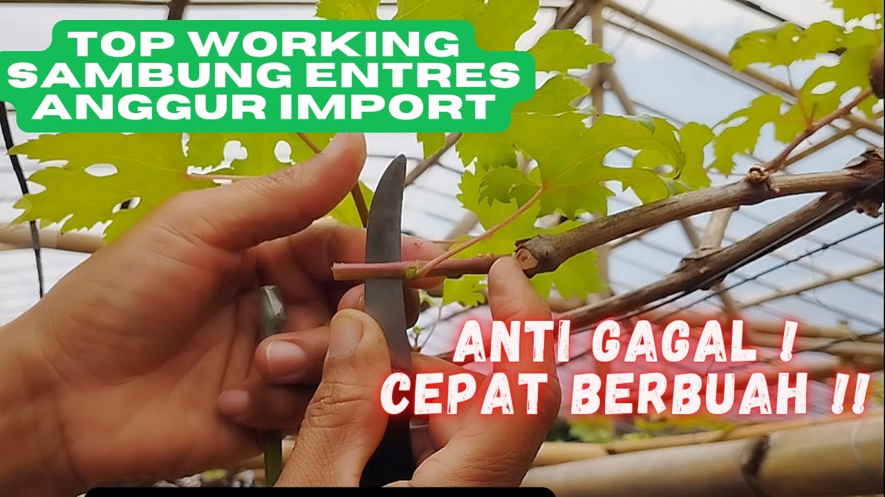 Cara Sambung Anggur Anti Gagal, Cepat Berbuah.