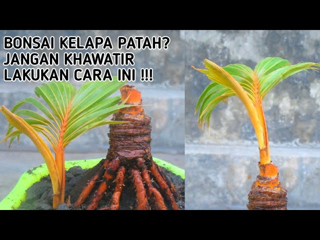 Cara Mengatasi Bonsai Kelapa Patah Tunas Youtube