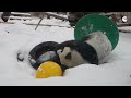 Горки и кувырки по сугробам: в Московском зоопарке показали, как панда радуется снегу