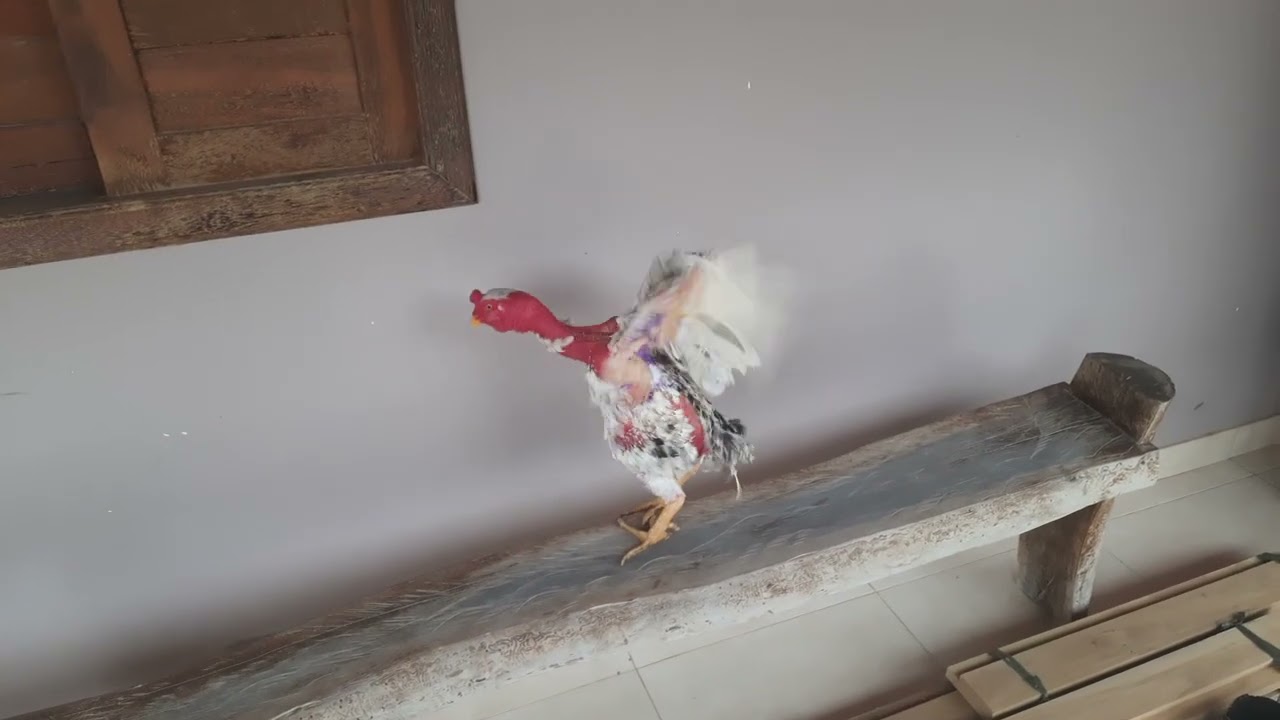 Criatorio apaixonados por polacos vídeo 66