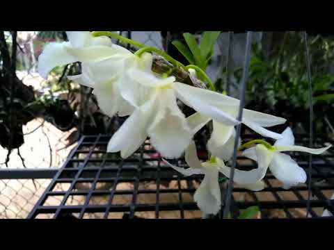 Ngắm hoa lan - giã hạc trắng | Foci