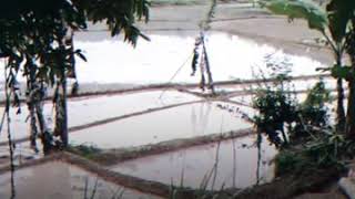 Haruskah Aku Bersujud Dikakimu