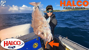 Catching Snapper #2 on a Halco Paddle Prawn! - feat. Rob Parker