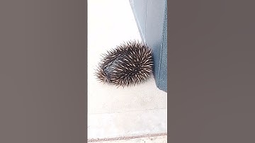 Wild Echidna, close ups. part 1