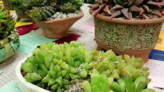 Cactus and Succulent Show in San Luis Obispo, CA USA