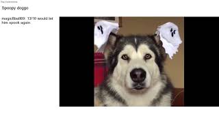 Top Reddit Video - Aww: Spoopy doggo