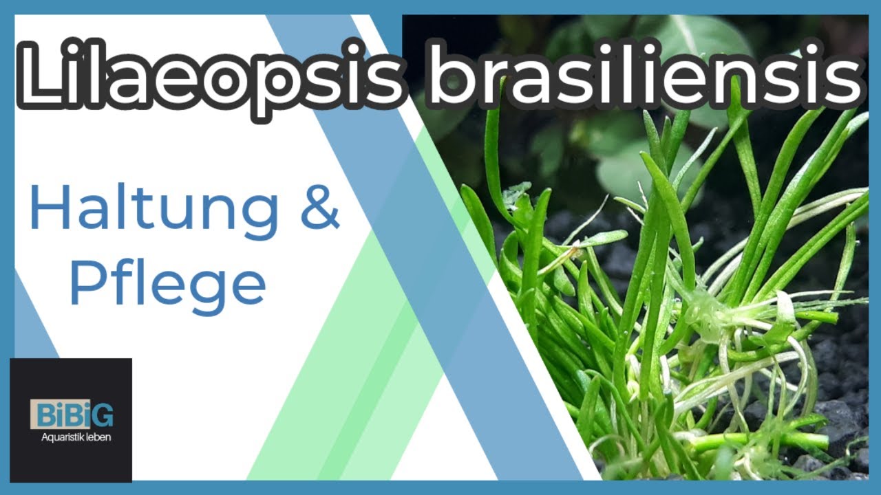 Die Lilaeopsis brasiliensis | grasartiger Bodendecker für jedes Aquarium | Pflanzenpflege | BiBiG