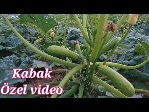 Video: Kabak - banliyölerde, Sibirya'da, Urallarda yetiştirme ve bakım