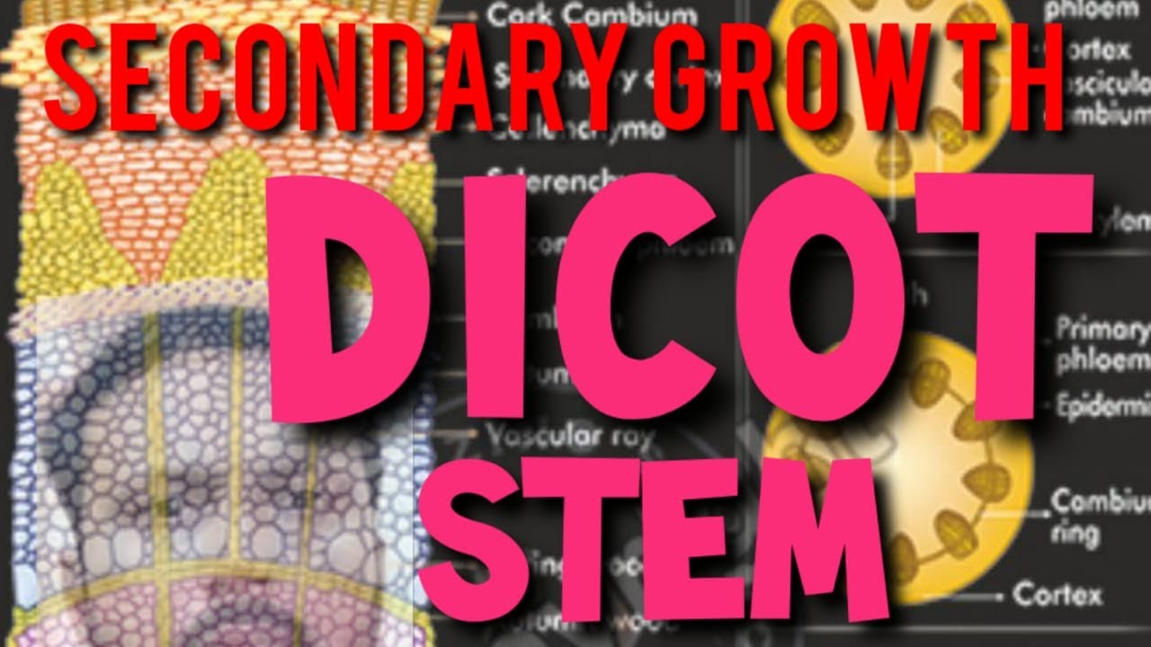 ANATOMY OF FLOWERING PLANTS-SECONDARY GROWTH OF DICOT STEM - YouTube