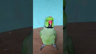 मम्मी एक गिलास पानी दे दो #parrot #funny #funnyanimal #funny #funnyparrot #funnyvideo #funnyshorts..