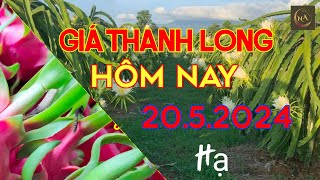 Giá thanh long chiều nay ngày 20 5.2024|Nguyên An offical